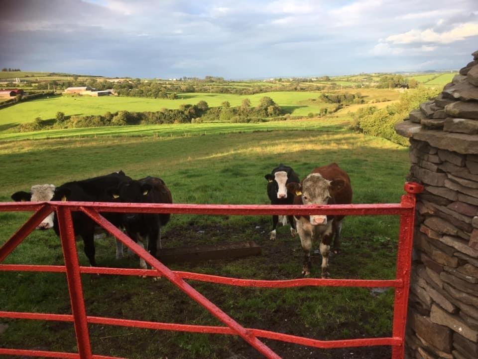 Crockgarve B And B Galbally Esterno foto