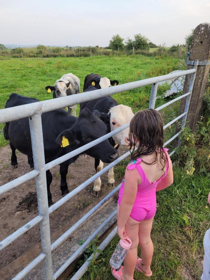 Crockgarve B And B Galbally Esterno foto